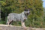 BOUVIER AUSTRALIEN 264